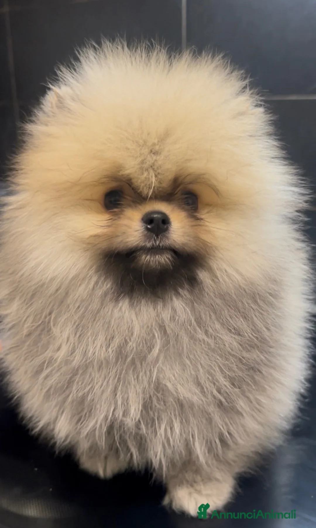 Spitz cani in vendita: Pomerania Spitz Toy nano  - Annuncio 2