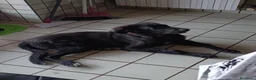 Meticcio cani in regalo: Ifrit cerca urgentemente casa - Annuncio 3