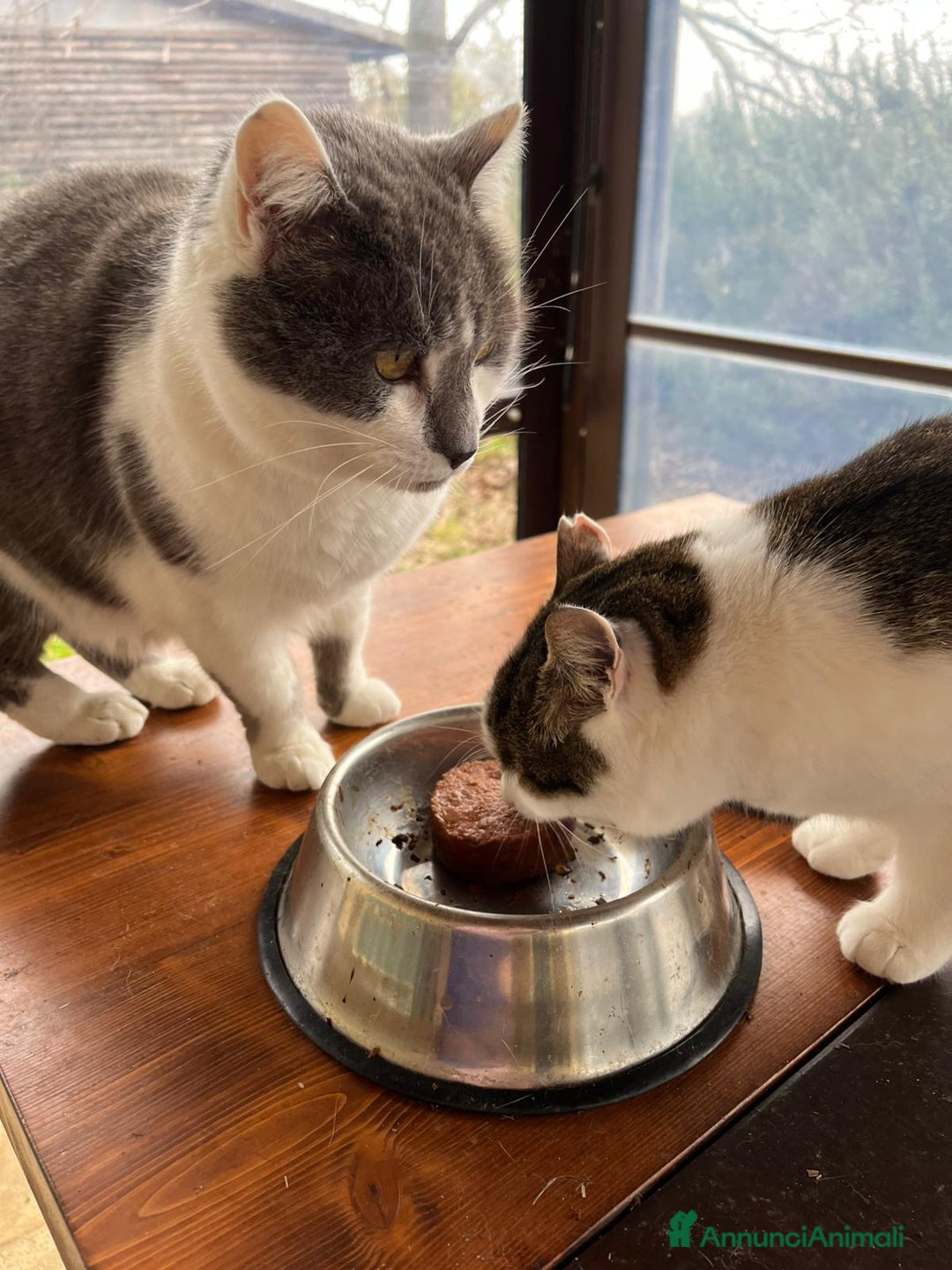 Europeo gatti in regalo: Due Gatti Adulti Buoni - Annuncio 5