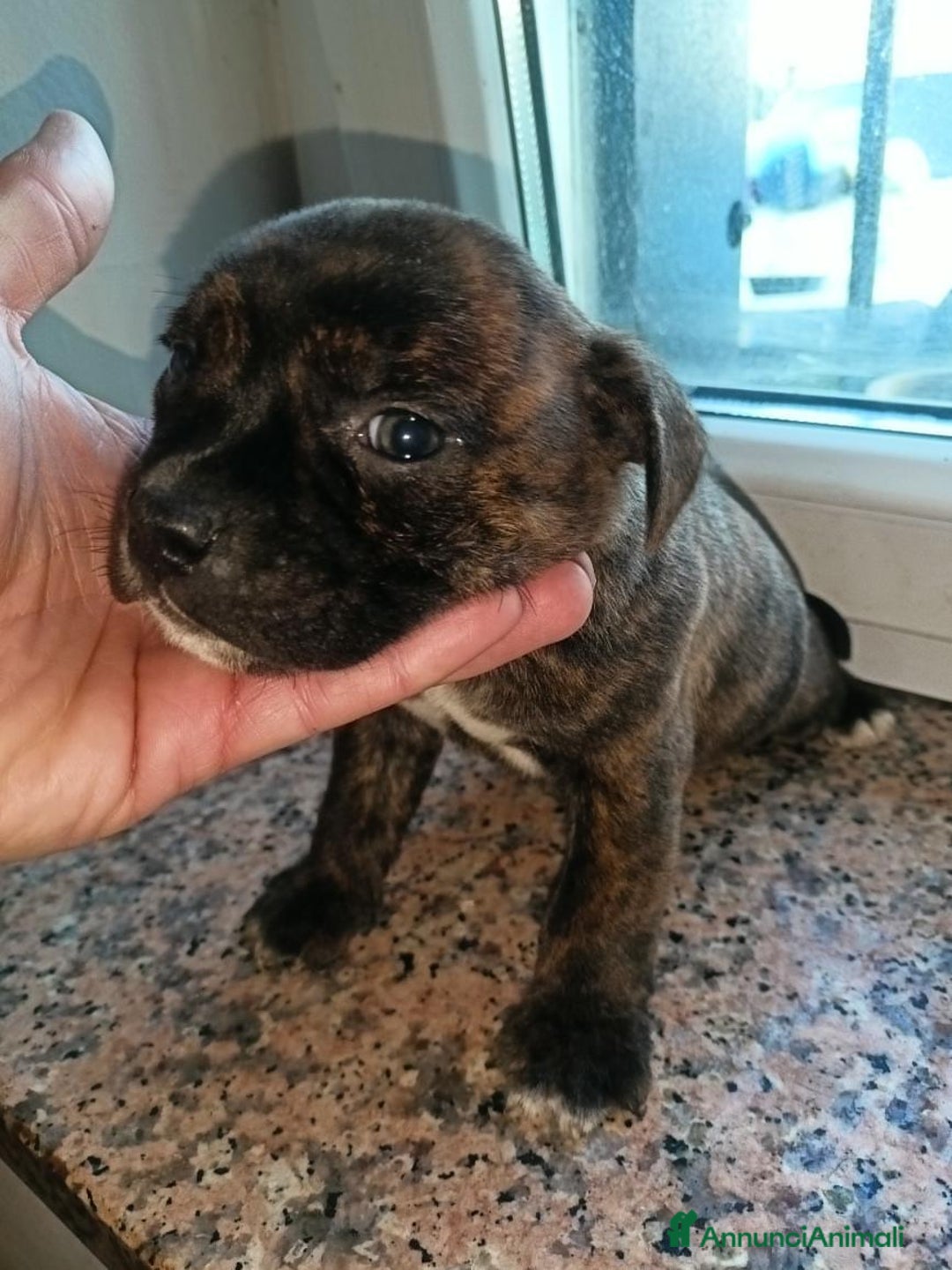 Staffordshire cani in vendita: Staffordshire bull terrier  - Annuncio 4