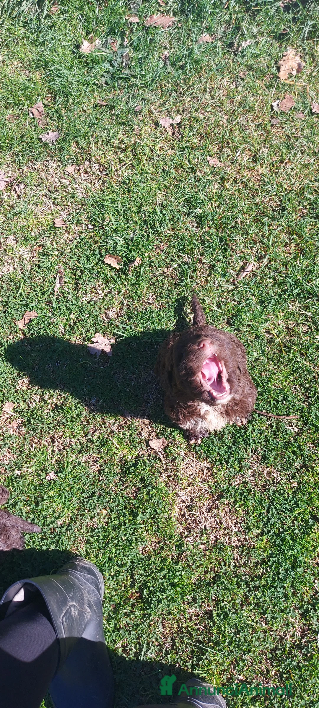 Lagotto cani in vendita: Lagotto romagnolo  - Annuncio 2