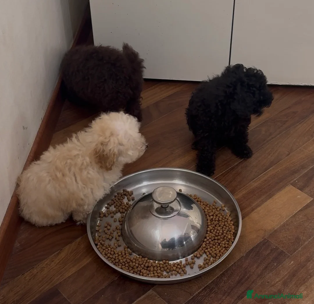 Barboncino Toy cani in vendita: Cucciole da Barboncini Toy Cert. con Pedigree ENCI - Annuncio 4