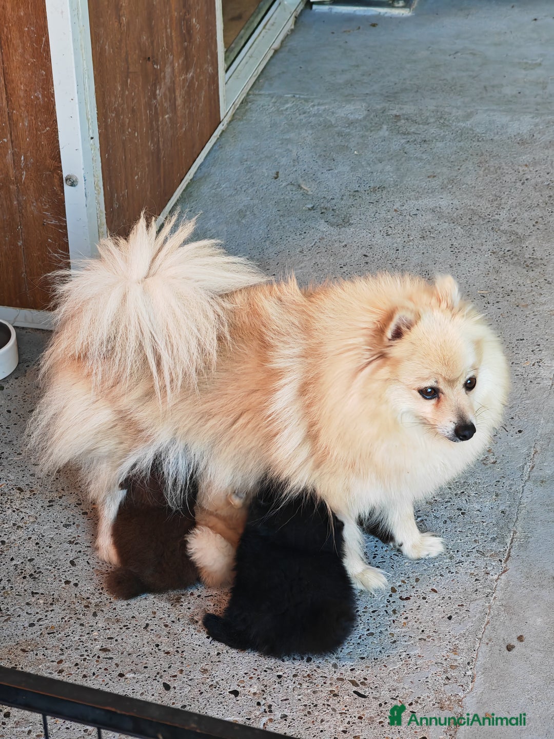Spitz cani in vendita: Cuccioli Spitz tedesco piccolo ( kleispitz)  a Provincia di Cremona - Immagine 9