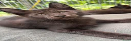 Maine Coon gatti in vendita: Maschietto nero di maine coon (Black Velvet) - Annuncio 31
