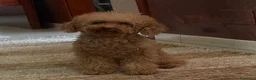 Barboncino Toy cani in vendita: Barboncino Toy  a Città metropolitana di Catania - Annuncio 7