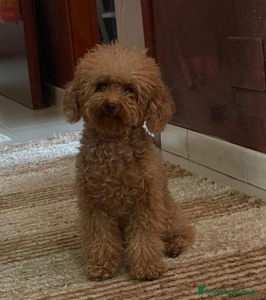 Barboncino Toy cani in vendita: Barboncino Toy  a Città metropolitana di Catania - Annuncio 7