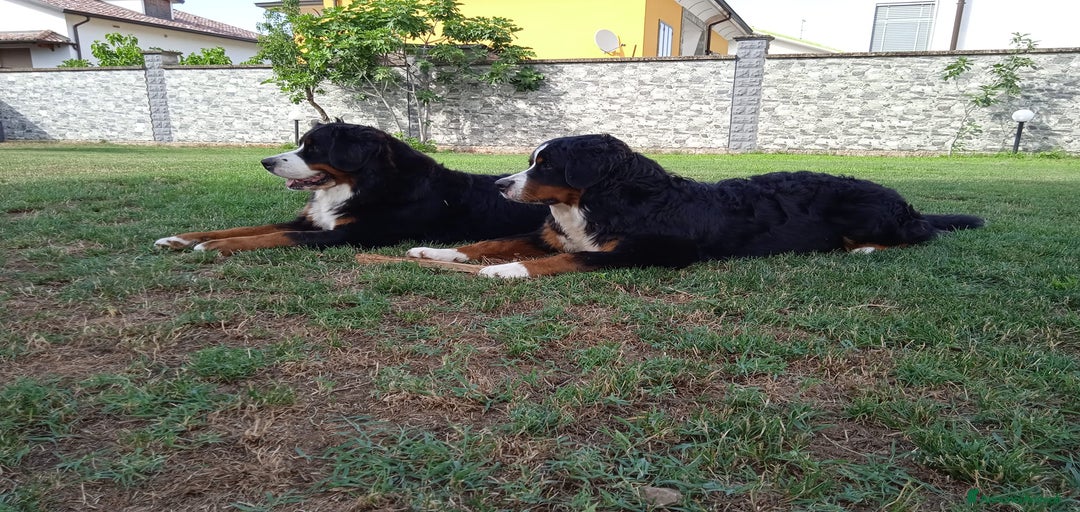 Immagine della galleria {{count}}