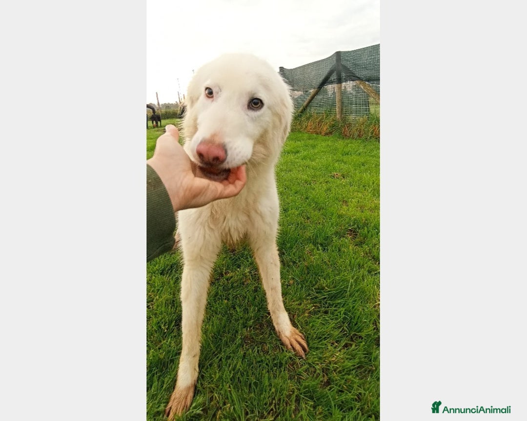 Meticcio cani in regalo: Melanie, derivata maremmana, cresciuta in canile a Latina - Annuncio 2