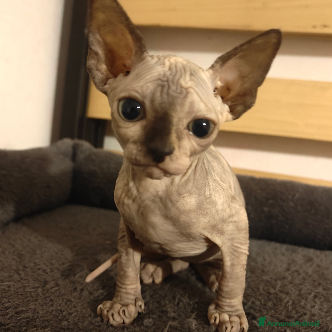 Immagine della galleria {{count}}