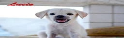 Labrador cani in regalo: Lucio dolce e delicato cucciolo in adozione - Annuncio 5