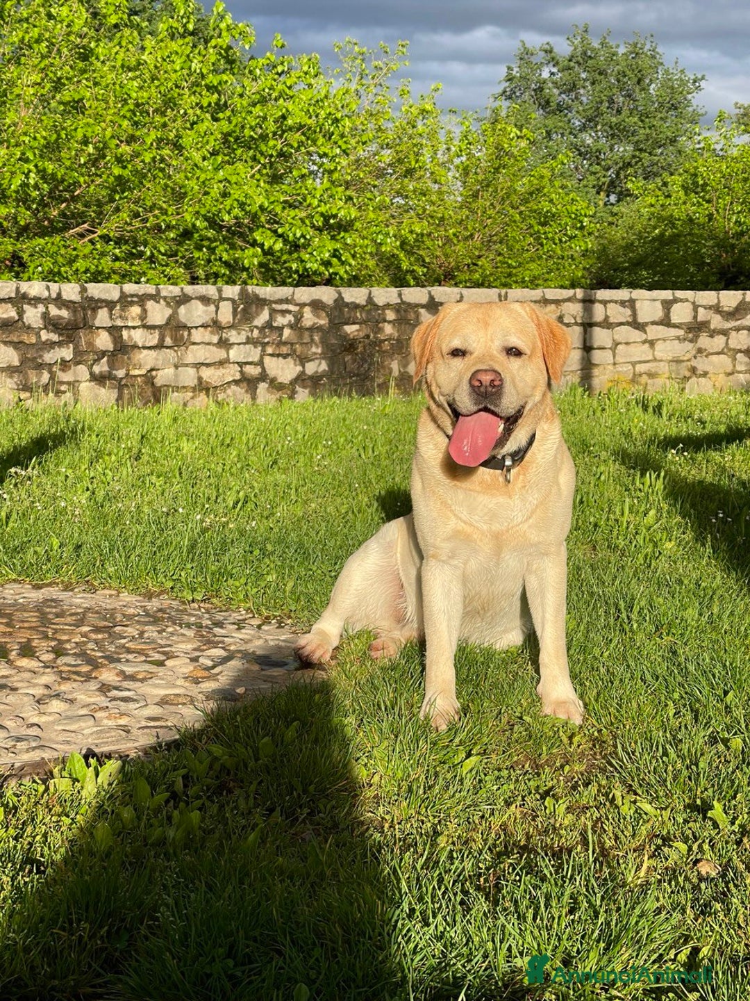 Labrador cani per accoppiamento: Per la monta, stupendo Labrador maschio - Annuncio 9