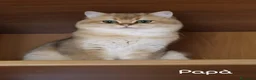 British gatti in vendita: Cuccioli British Golden e Silver - Annuncio 22