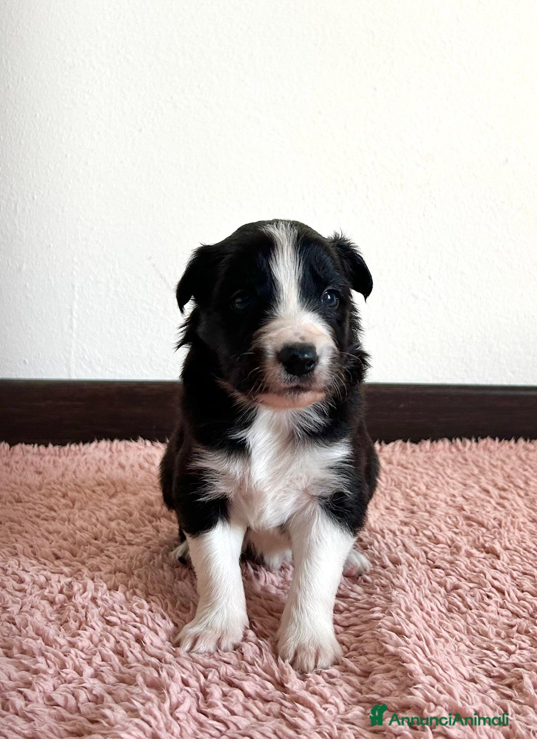 Border Collie cani in vendita: Cuccioli di Border Collie  - Annuncio 9