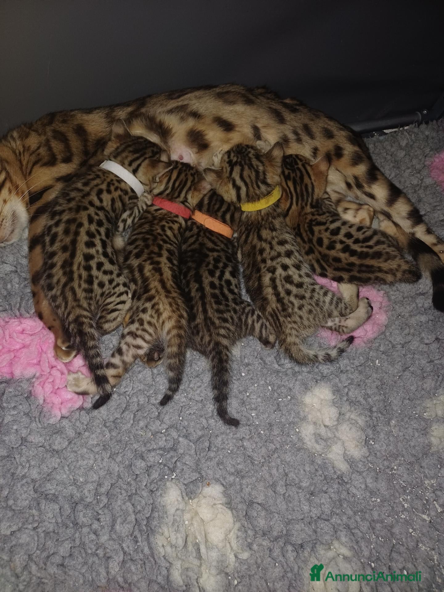 Bengala gatti Gatto del Bengala - Annuncio 15