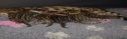 Bengala gatti in vendita: Gatto del Bengala - Annuncio 1