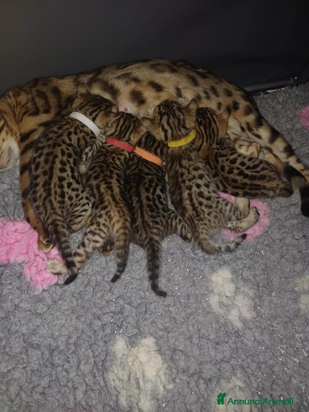 Bengala gatti in vendita: Gatto del Bengala - Annuncio 1