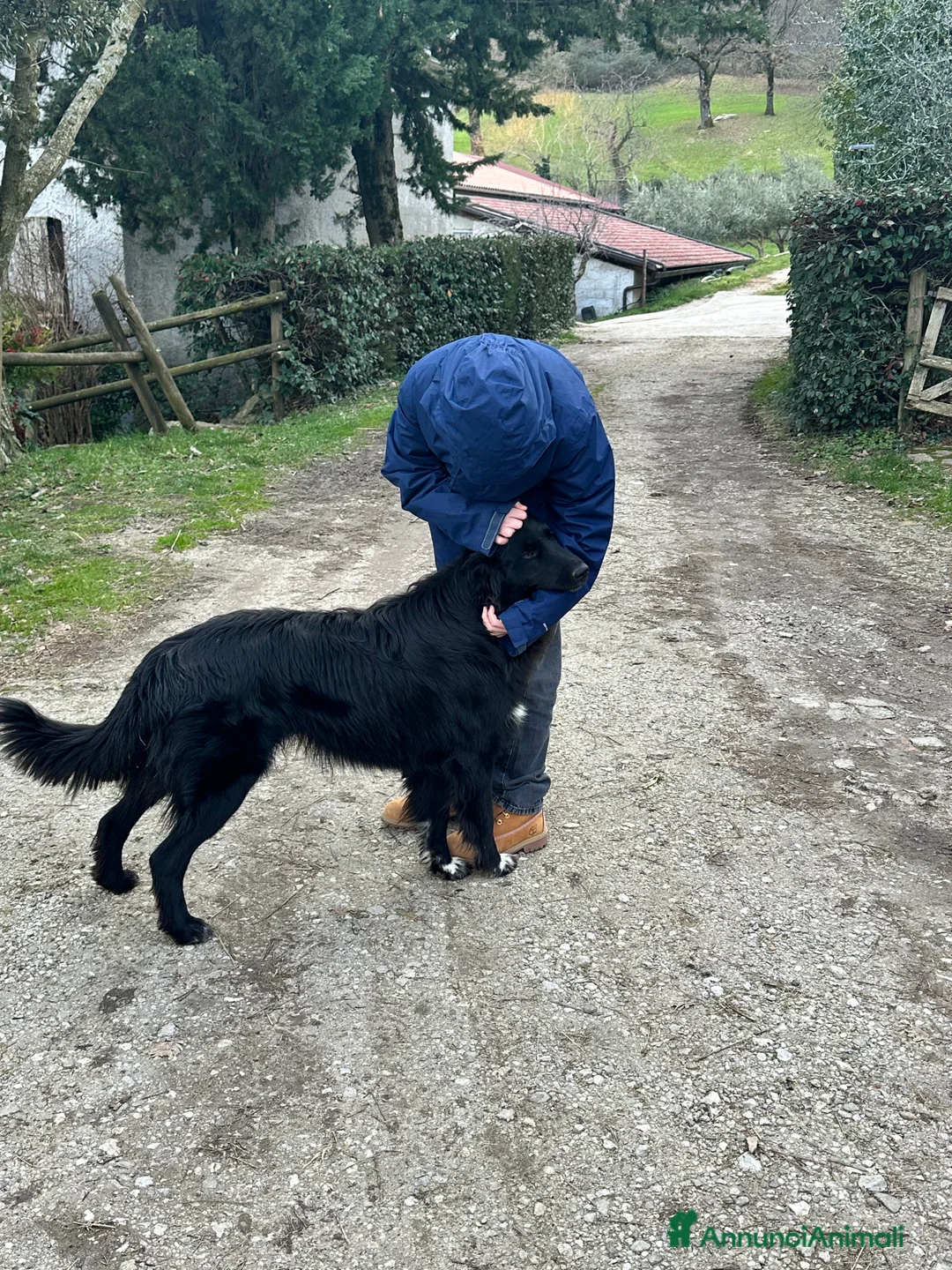 Meticcio cani in regalo: Haky simil border collie  - Annuncio 3