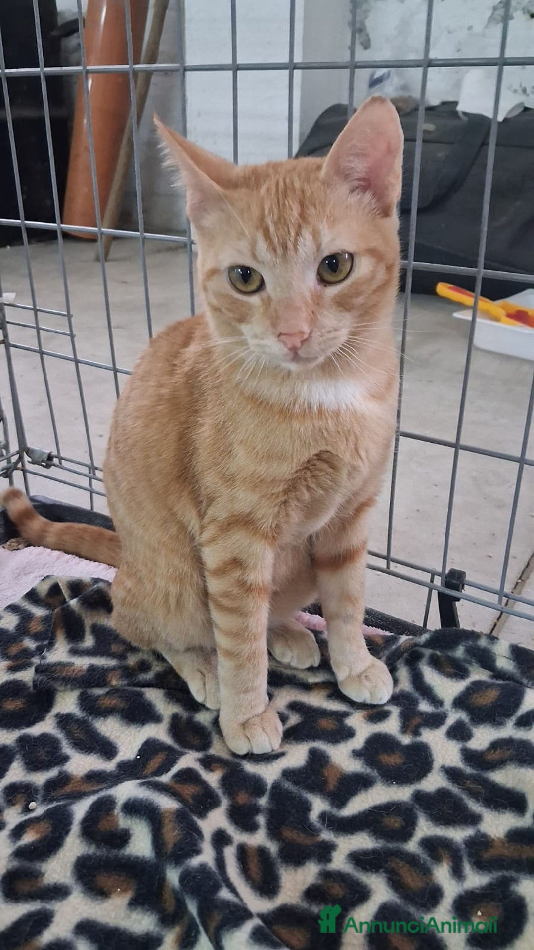 Altre razze gatti in regalo: GATTINA MERAVIGLIOSA - Annuncio 13