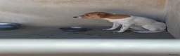 Meticcio cani in regalo: Mia dolcissima simil jack russel - Annuncio 3