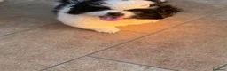 Pechinese cani in vendita: Cucciola femmina - Annuncio 5
