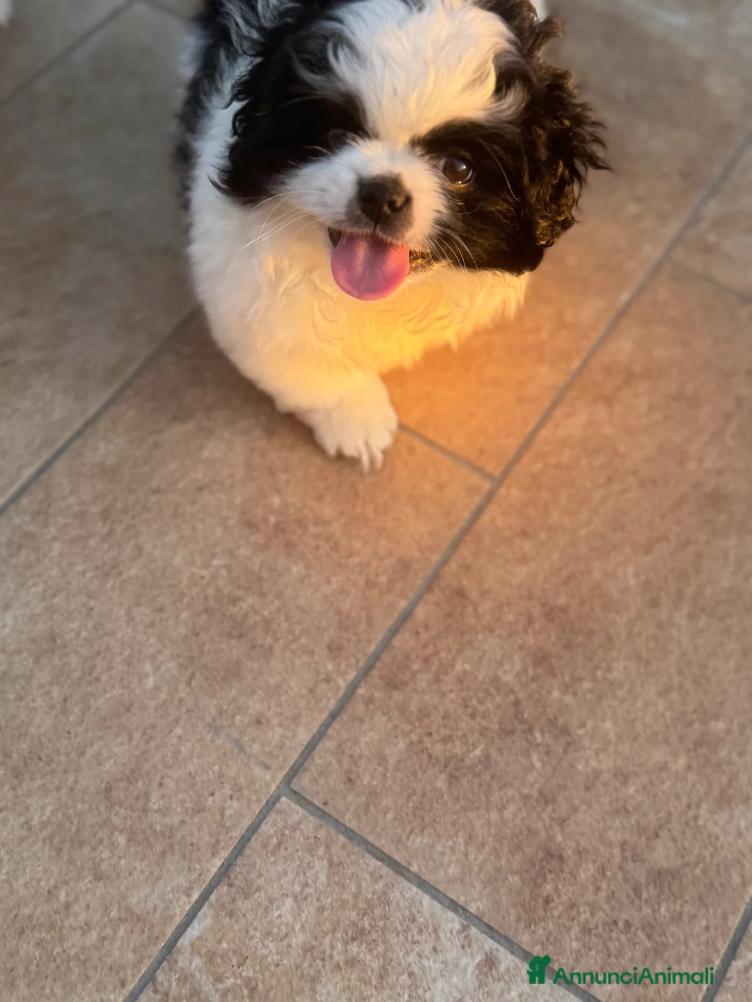 Pechinese cani in vendita: Cucciola femmina - Annuncio 5