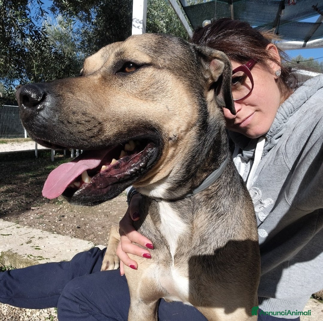 Meticcio cani in regalo: Bellissimo e dolcissimo Bobby - Annuncio 5