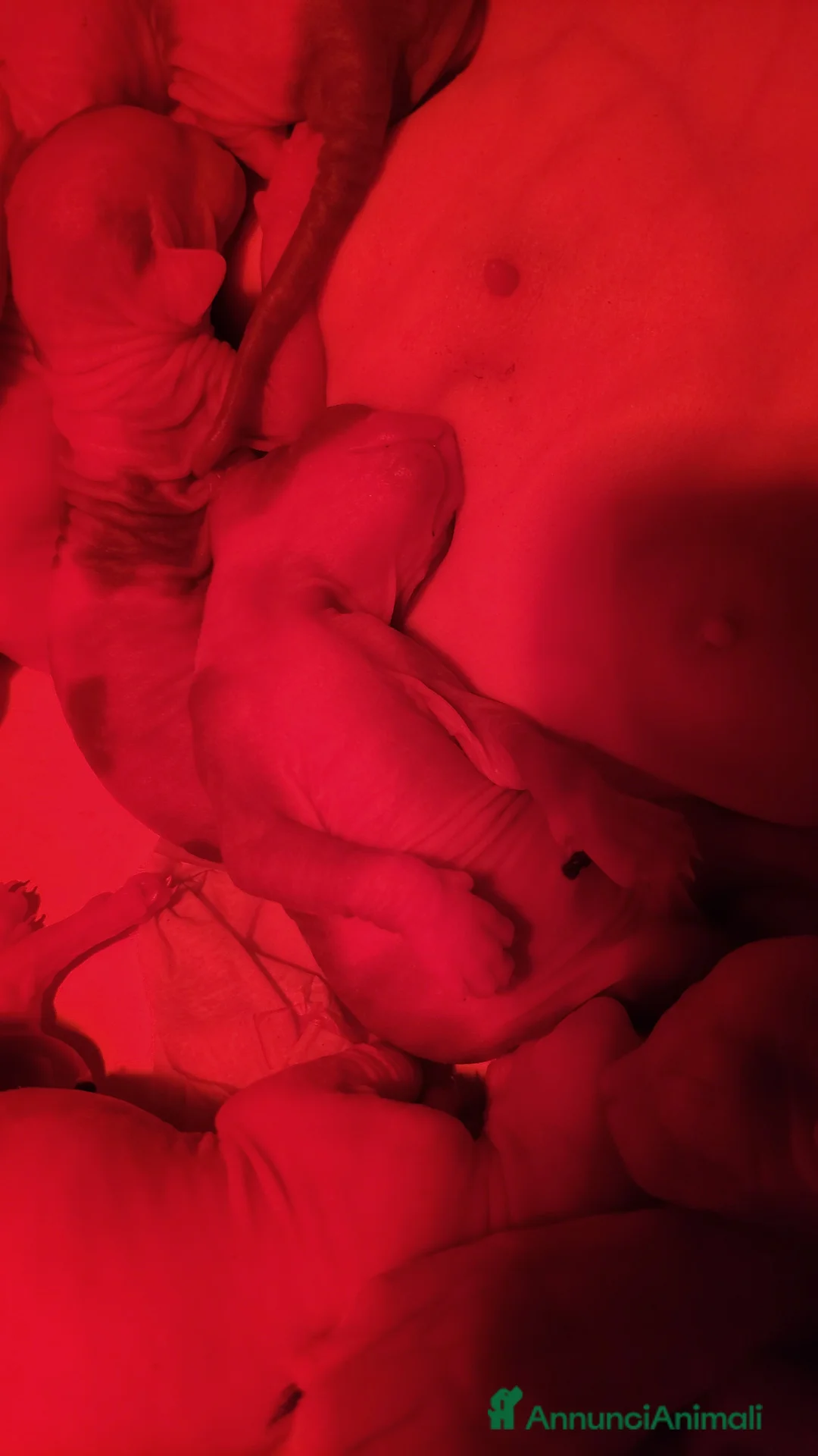 Immagine della galleria {{count}}