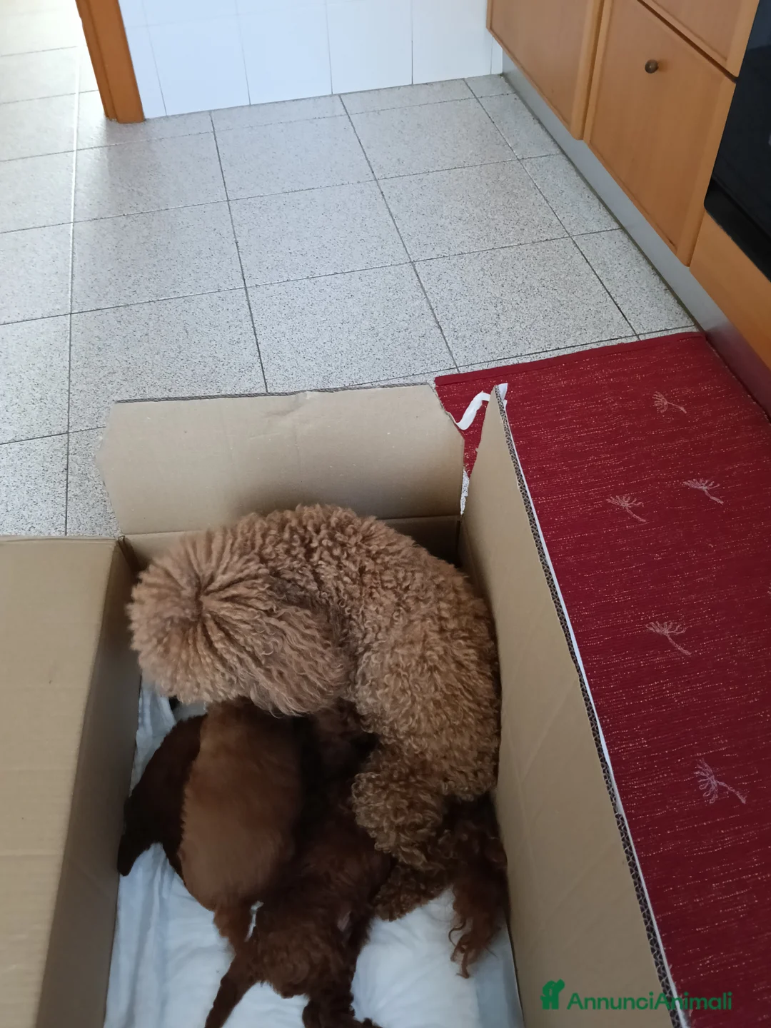 Barboncino Toy cani in vendita: Bimbo da amare  - Annuncio 1