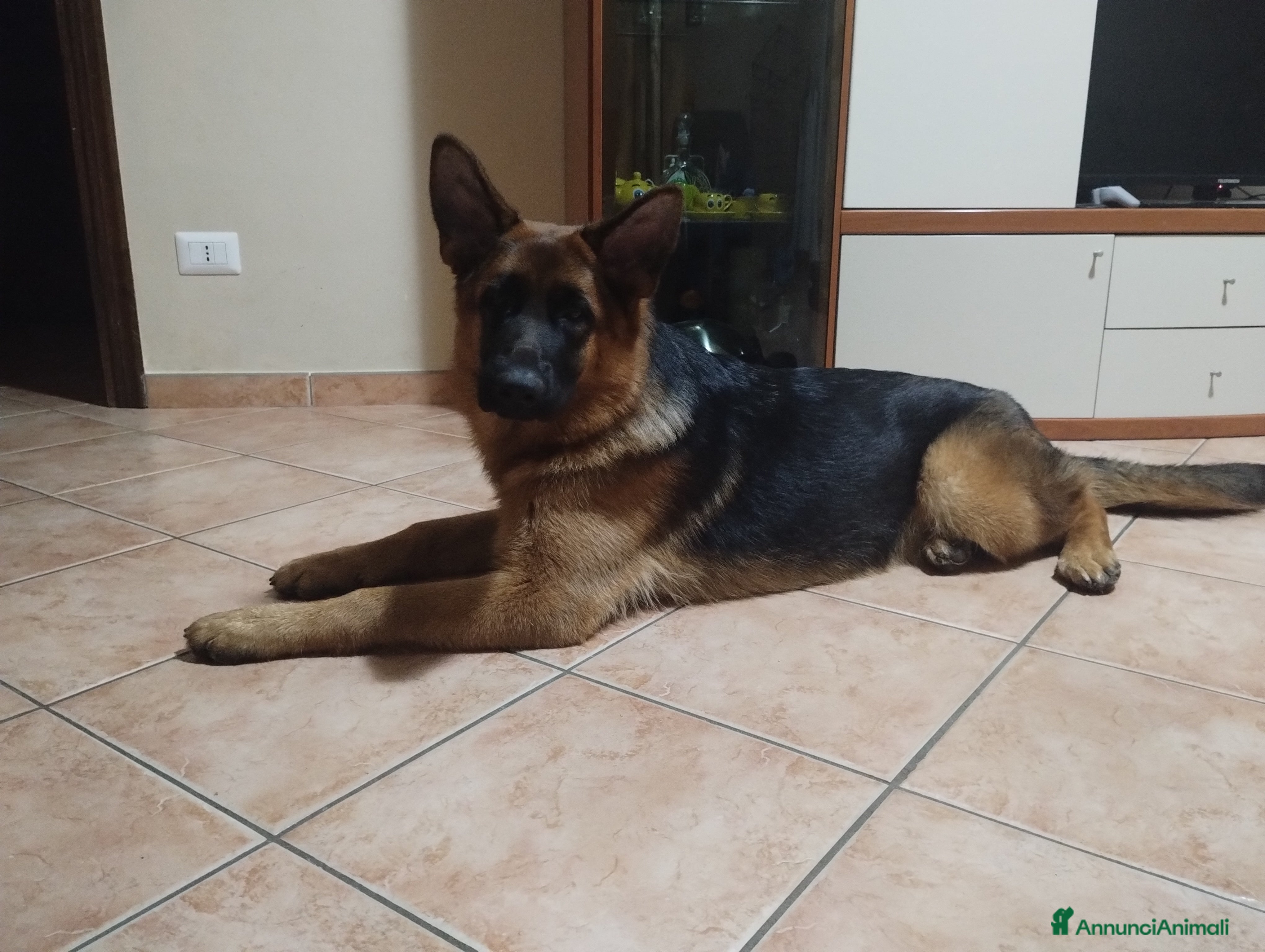 Pastore Tedesco cani Pastore tedesco  - Annuncio 31