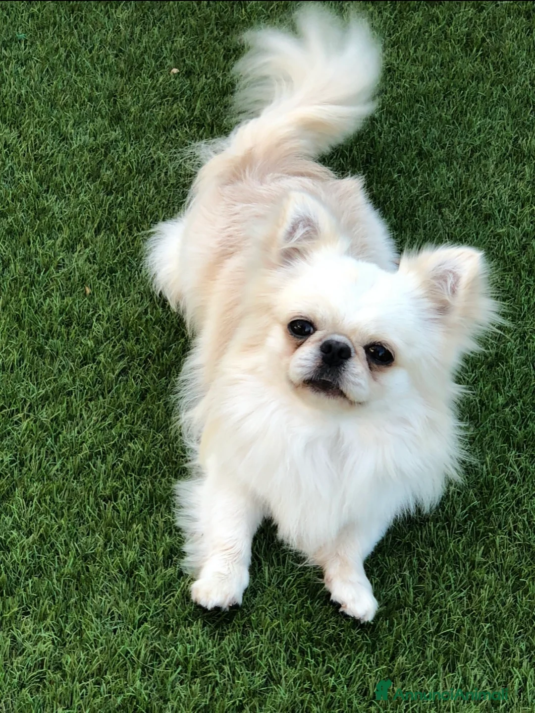 Chihuahua cani in vendita: Maschietto pelo lungo  - Annuncio 7