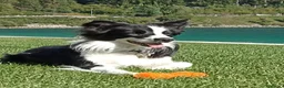 Border Collie cani in vendita: Border Colli con pedigree vendiamo - Annuncio 1