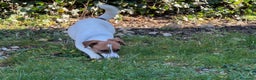 Jack Russell cani in vendita: Cuccioli Jack Russell  pelo liscio con pedigree - Annuncio 6