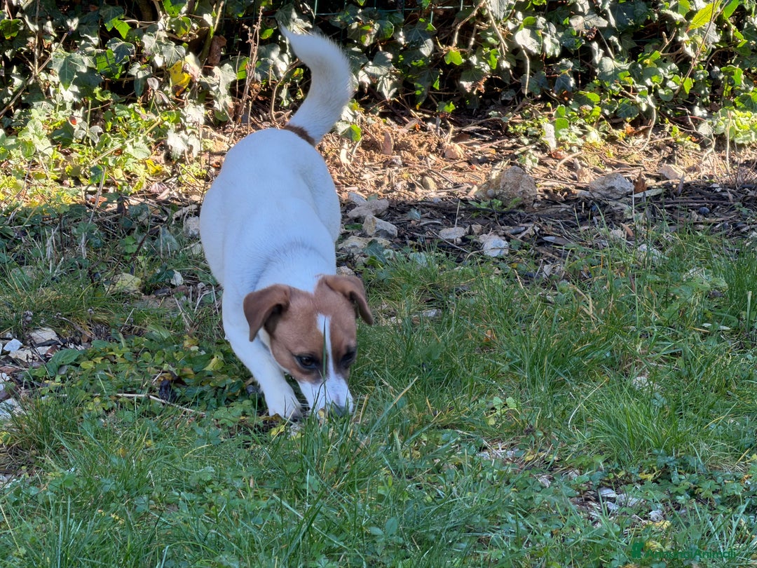 Jack Russell cani in vendita: Cuccioli Jack Russell  pelo liscio con pedigree - Annuncio 6