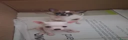 Chihuahua cani in vendita: Cuccioli Chihuahua - Annuncio 4