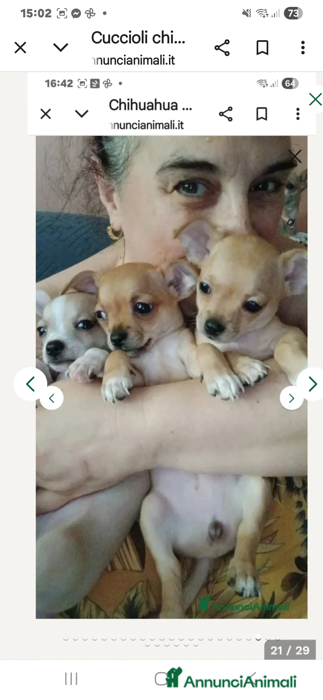 Chihuahua cani in vendita: Cuccioli di chihuahua - Annuncio 5