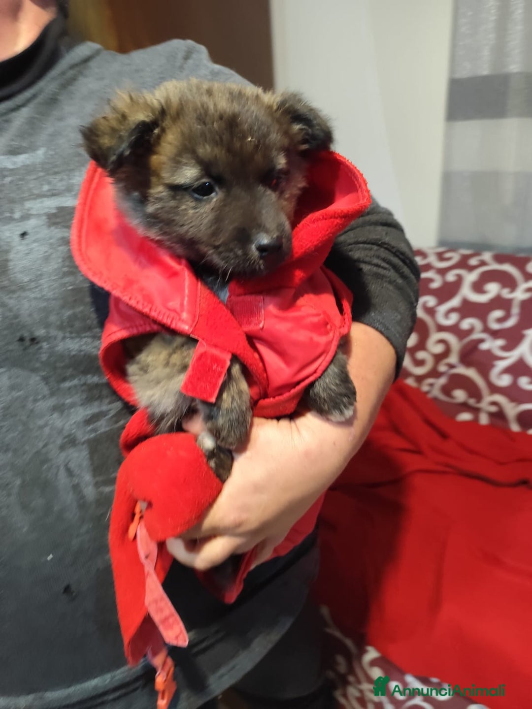 Meticcio cani in regalo: GEORGI cucciola 3 mesi taglia piccola - Annuncio 5