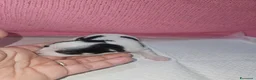 Chihuahua cani in vendita: Chihuahua toy pedigree Enci  a Provincia di Verona - Annuncio 10
