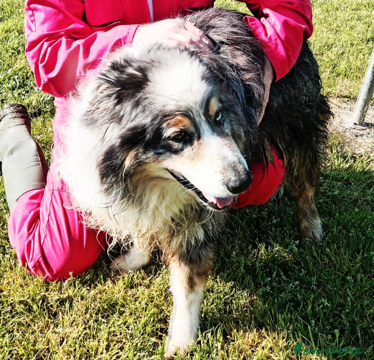 Australian Shepherd cani Paul Newman, derivato pastore australiano a Provincia di Latina - Annuncio 2