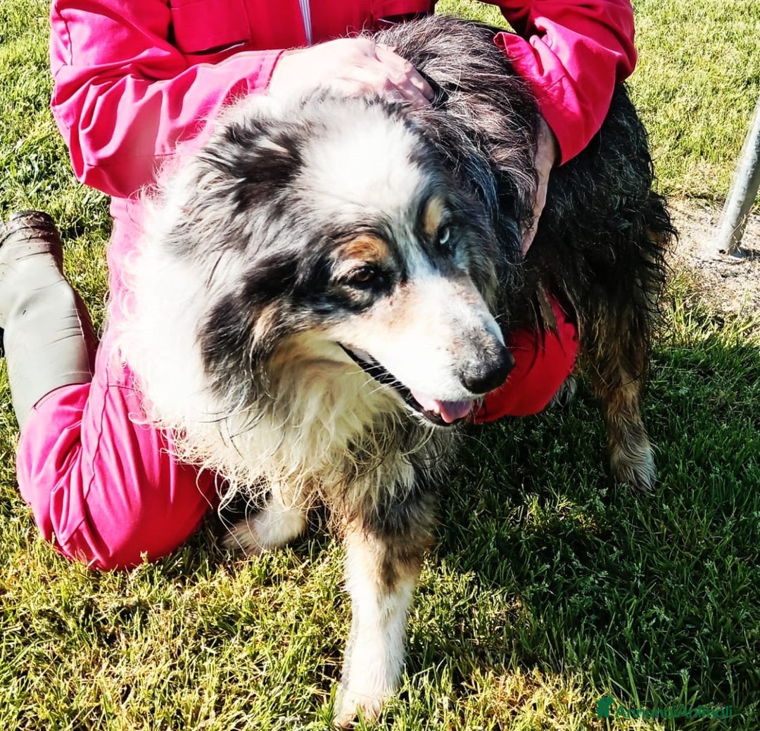 Australian Shepherd cani in regalo: Paul Newman, derivato pastore australiano a Provincia di Latina - Annuncio 2