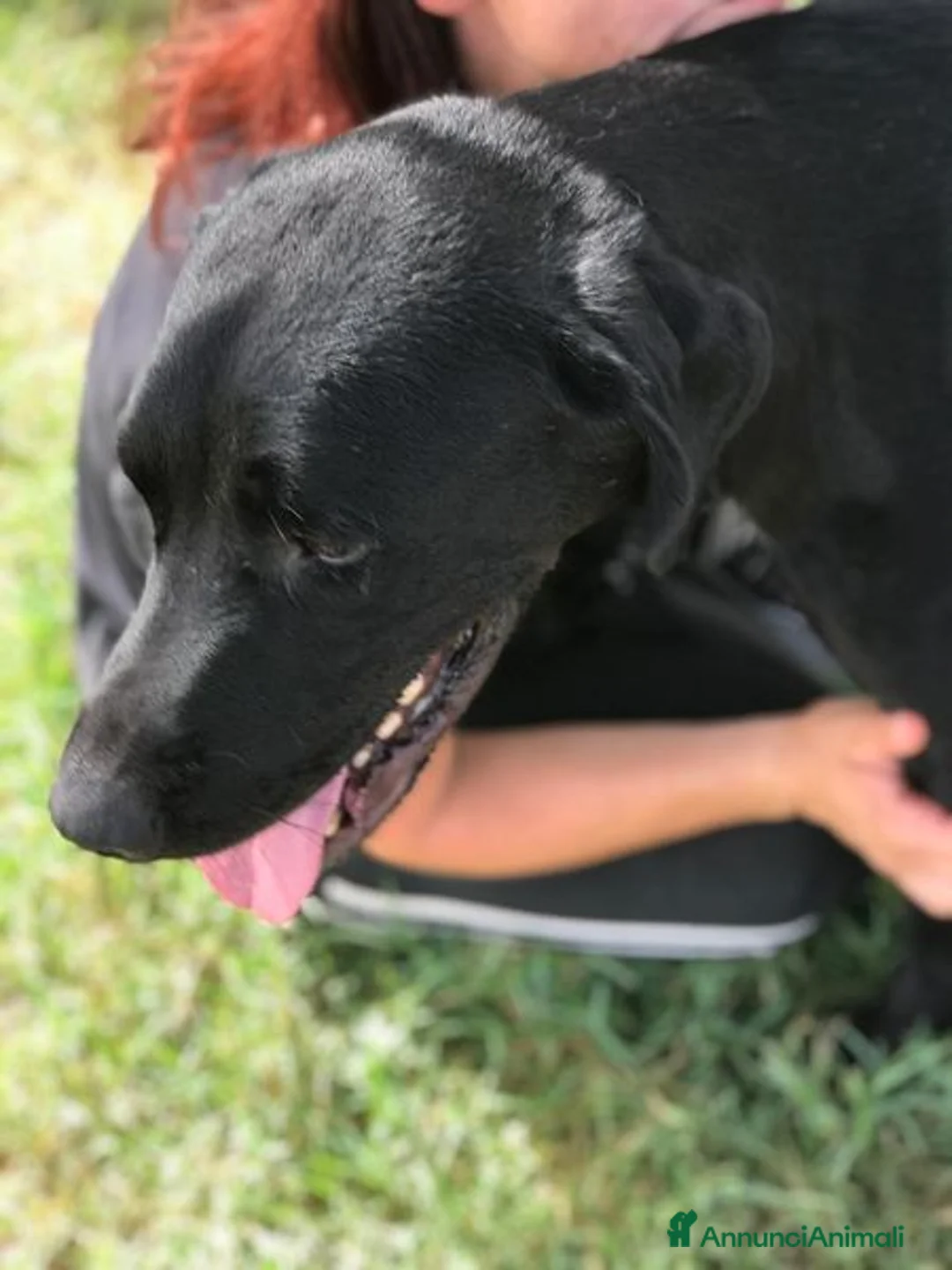 Mastino Napoletano cani in regalo: Block, total black a Provincia di Latina - Annuncio 4
