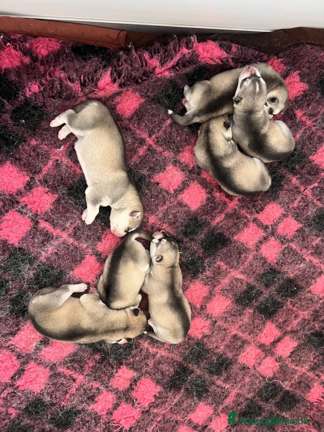 Husky cani in vendita: Splendidi cuccioli di SIBERIAN HUSKY - Annuncio 8