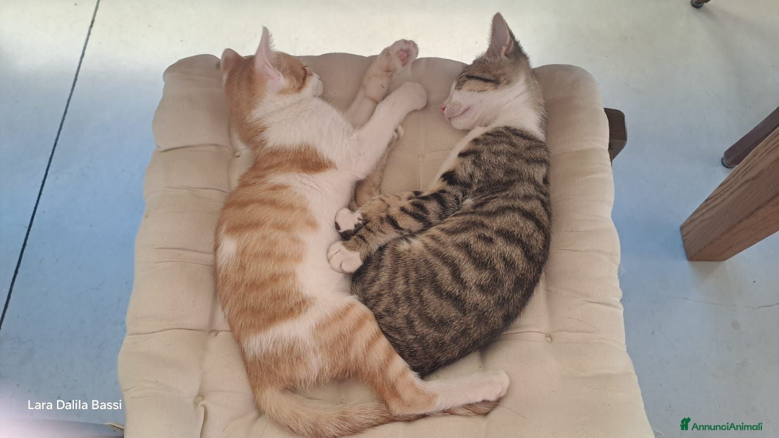 Altre razze gatti Fratellini cercano casa - Annuncio 5
