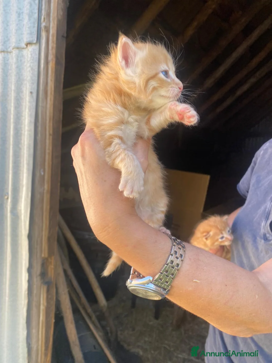 Meticcio gatti in regalo: GATTI ADORABILI a Provincia di Monza e della Brianza - Annuncio 18
