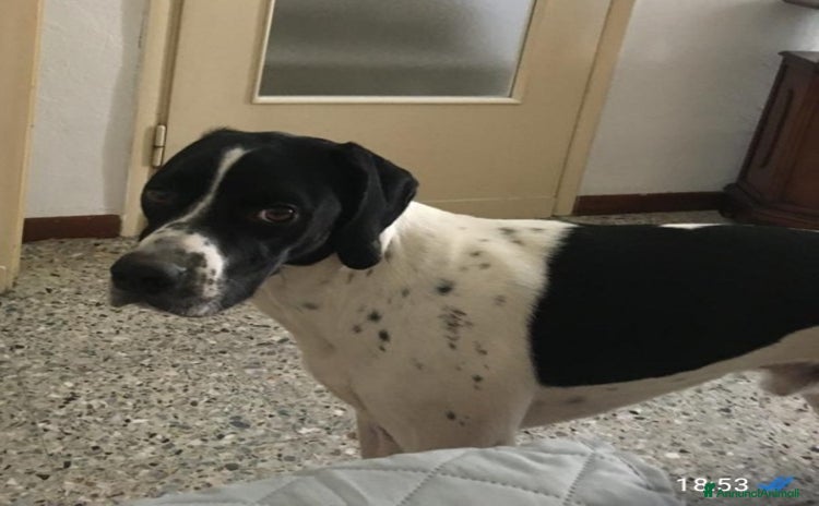 Pointer cani a Città metropolitana di Milano - Annuncio 8