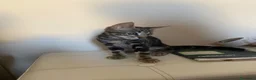 Europeo gatti in regalo: Gatto cucciolo a Provincia di Parma - Annuncio 2