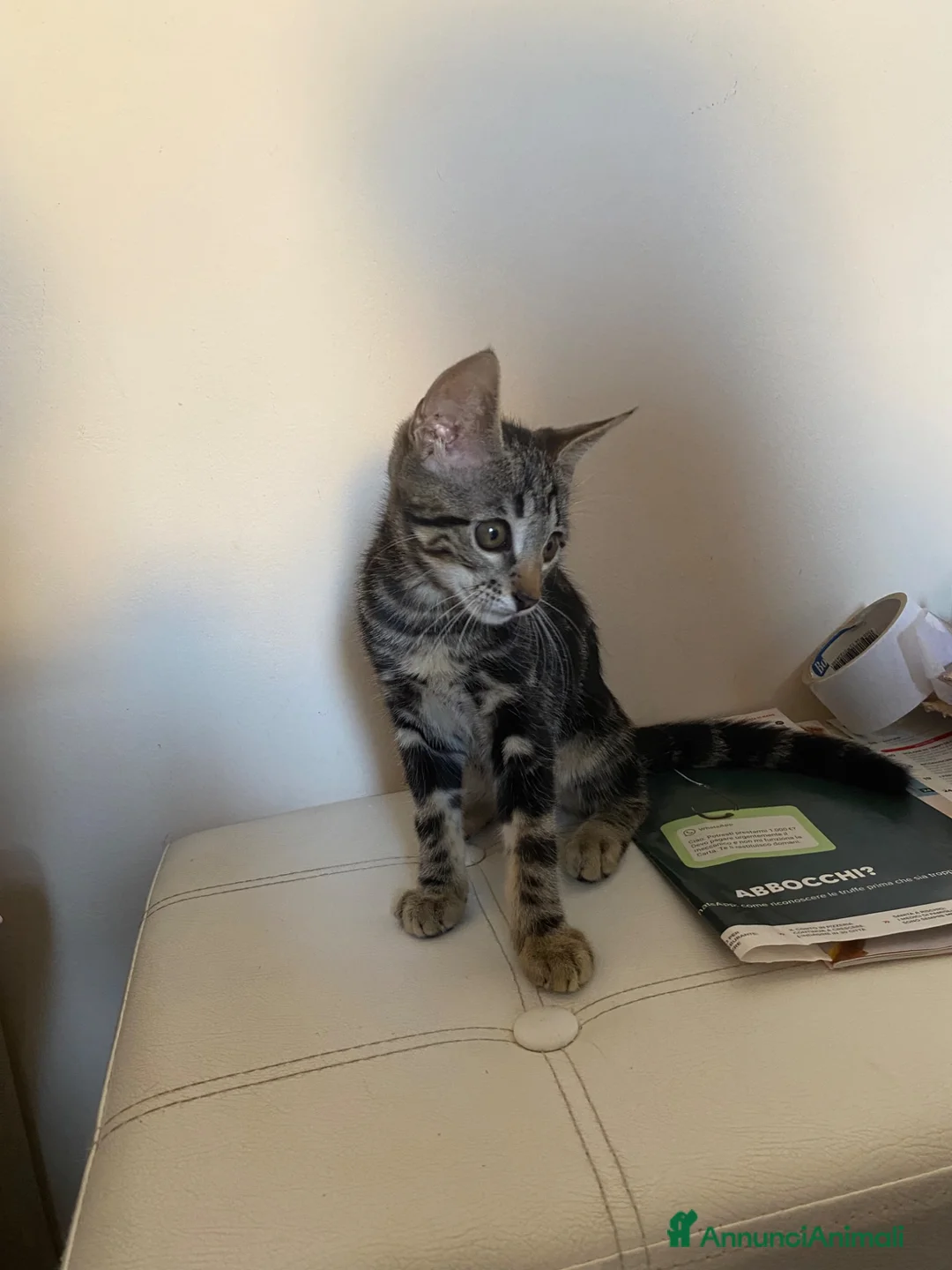 Europeo gatti in regalo: Gatto cucciolo a Provincia di Parma - Annuncio 2