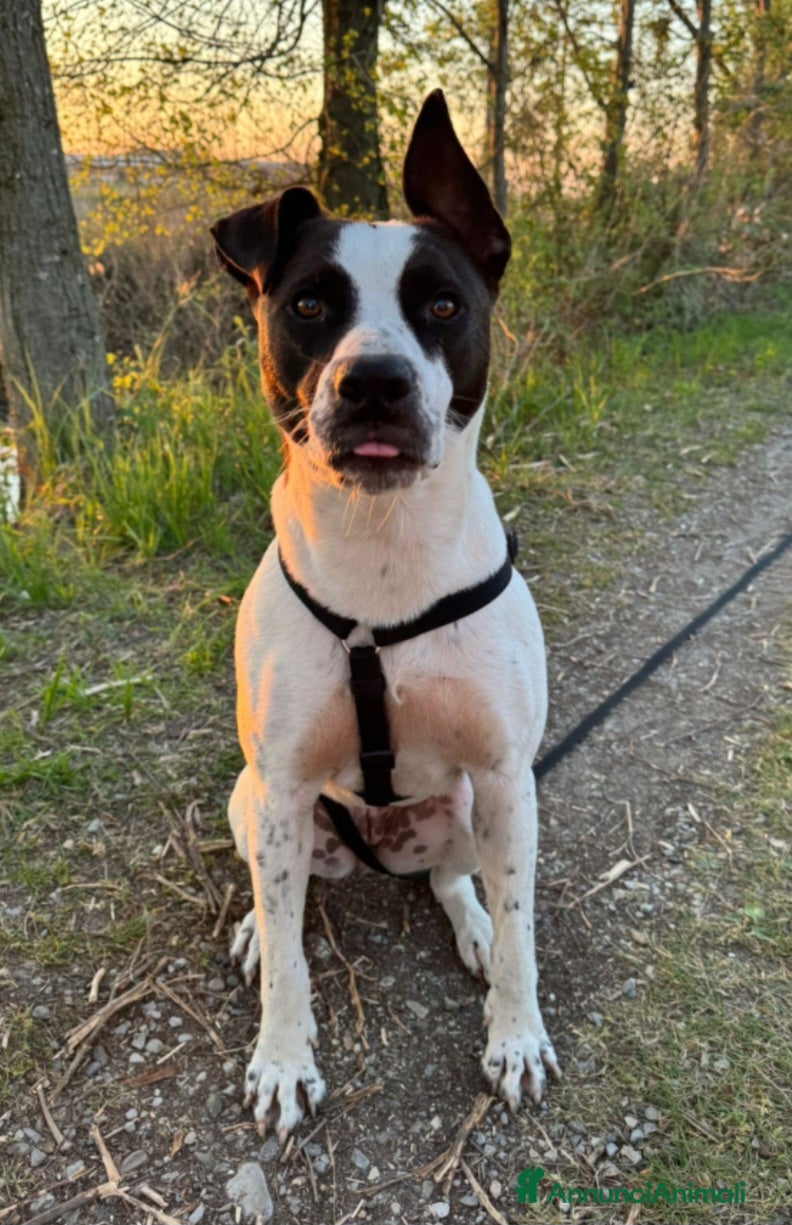 Meticcio cani  2anni mix molossina il 27/6 torna al sud.TREVISO - Annuncio 2