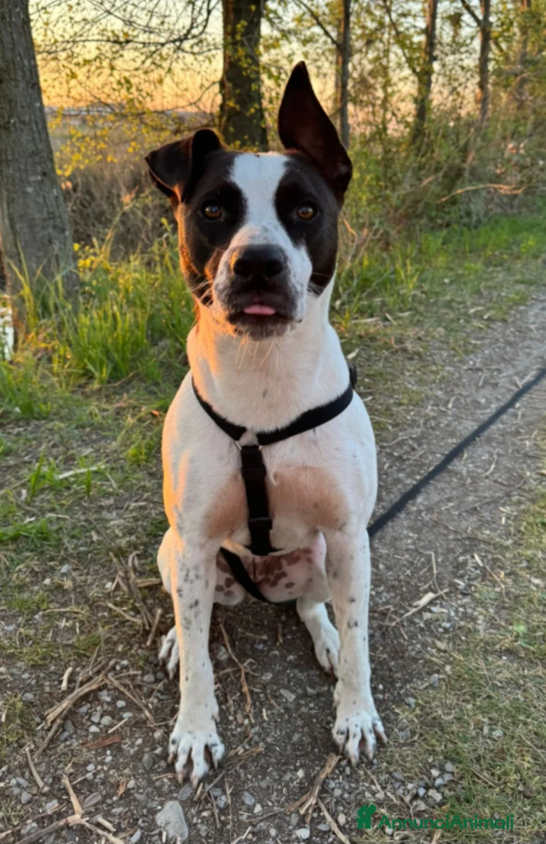 Meticcio cani in regalo:  2anni mix molossina il 27/6 torna al sud.TREVISO - Annuncio 1