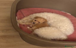 Barboncino Toy cani in vendita: Barboncini Toy - Annuncio 4