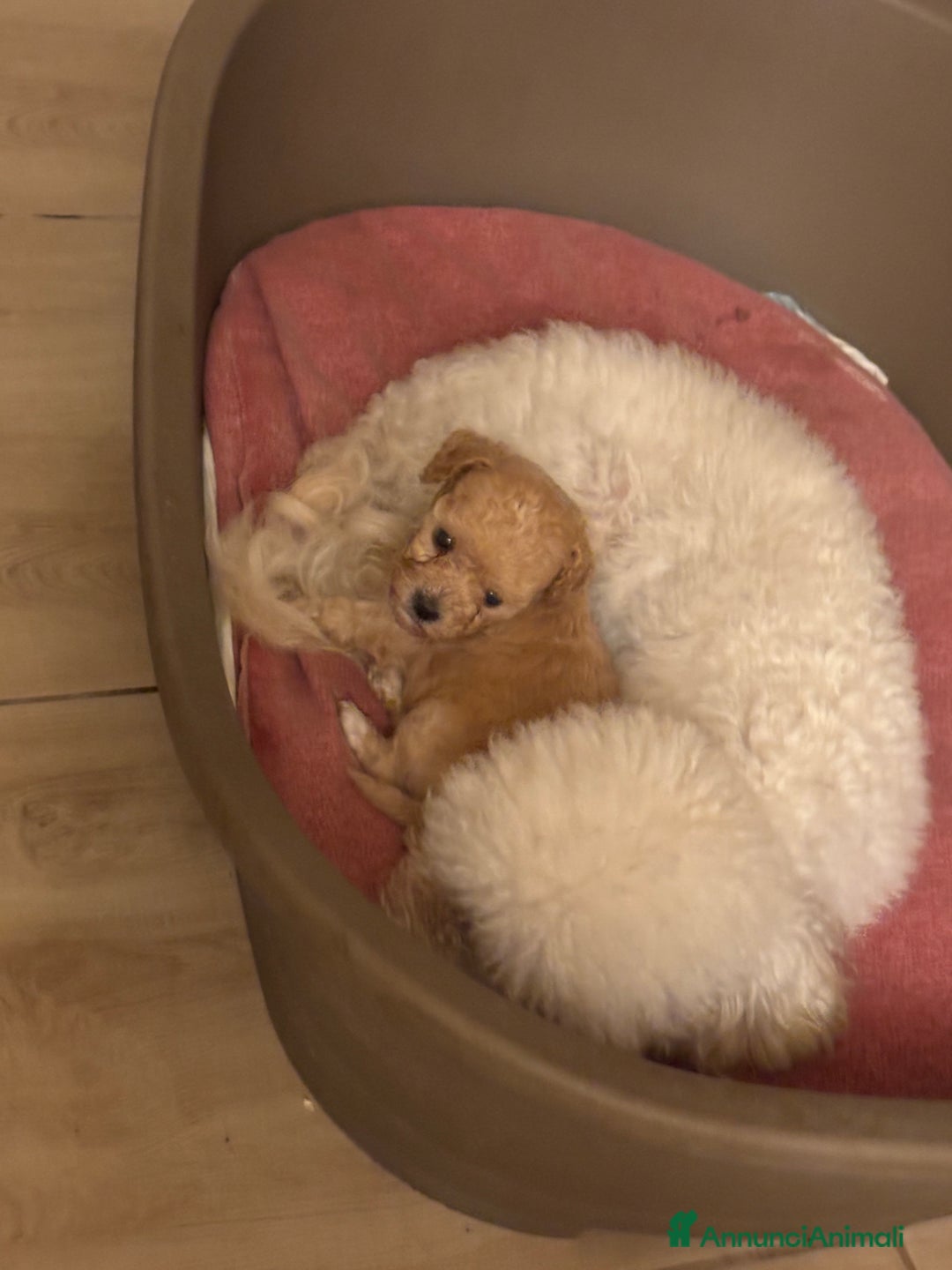 Barboncino Toy cani in vendita: Barboncini Toy - Annuncio 4
